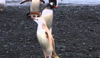 Picture Tourists Spotted A Rare “blonde penguin” During A National Geographic Cruise