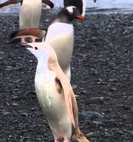Picture Tourists Spotted A Rare “blonde penguin” During A National Geographic Cruise