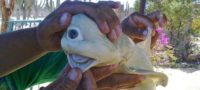 Picture Rare Single-eyed Albino Shark Found By Mexican fishermen.