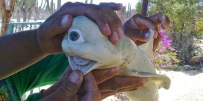 Picture Rare Single-eyed Albino Shark Found By Mexican fishermen.