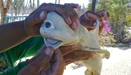 Picture Rare Single-eyed Albino Shark Found By Mexican fishermen.