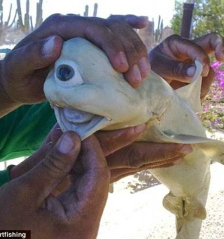 Picture Rare Single-eyed Albino Shark Found By Mexican fishermen.