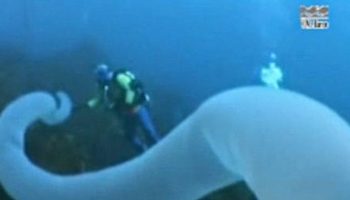 Picture Rare Deep Sea-Creature Glows And Can Grow Up To 30 Metres Long