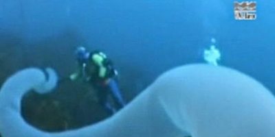 Picture Rare Deep Sea-Creature Glows And Can Grow Up To 30 Metres Long