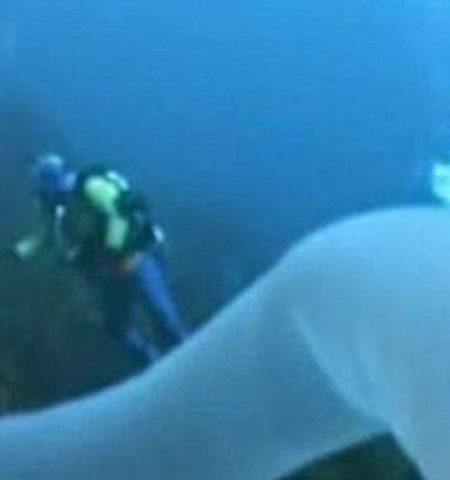 Picture Rare Deep Sea-Creature Glows And Can Grow Up To 30 Metres Long