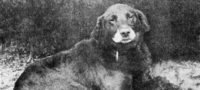 Picture Modern Labrador Retrievers Can Trace Their Ancestry To The Buccleuch Avon
