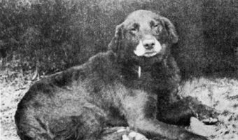 Picture Modern Labrador Retrievers Can Trace Their Ancestry To The Buccleuch Avon
