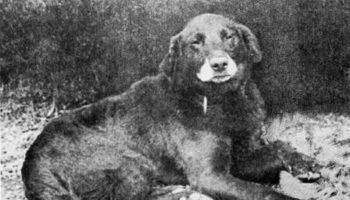 Picture Modern Labrador Retrievers Can Trace Their Ancestry To The Buccleuch Avon