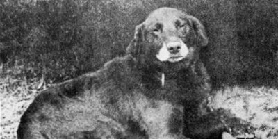 Picture Modern Labrador Retrievers Can Trace Their Ancestry To The Buccleuch Avon