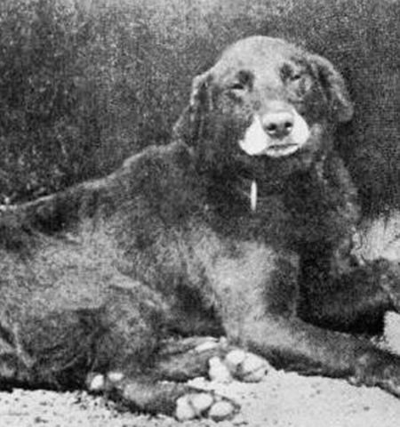 Picture Modern Labrador Retrievers Can Trace Their Ancestry To The Buccleuch Avon
