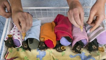 Picture There Is A Hospital In Australia Takes Care Of Abandoned Baby Bats