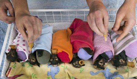 There Is A Hospital In Australia Takes Care Of Abandoned Baby Bats ...