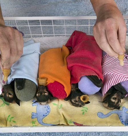 Picture There Is A Hospital In Australia Takes Care Of Abandoned Baby Bats