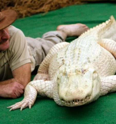 Picture 15 Rare And Unique Albino Animals