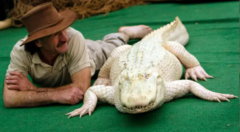 Albino Alligator