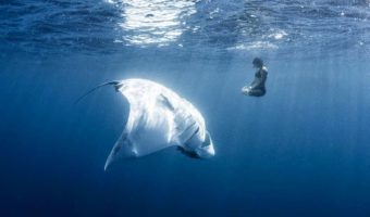 Picture Woman Peacefully Poses In An Underwater Yoga Pose With A Manta Ray For Conservation Purposes
