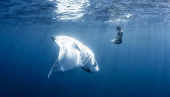 Picture Woman Peacefully Poses In An Underwater Yoga Pose With A Manta Ray For Conservation Purposes
