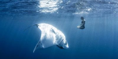 Picture Woman Peacefully Poses In An Underwater Yoga Pose With A Manta Ray For Conservation Purposes