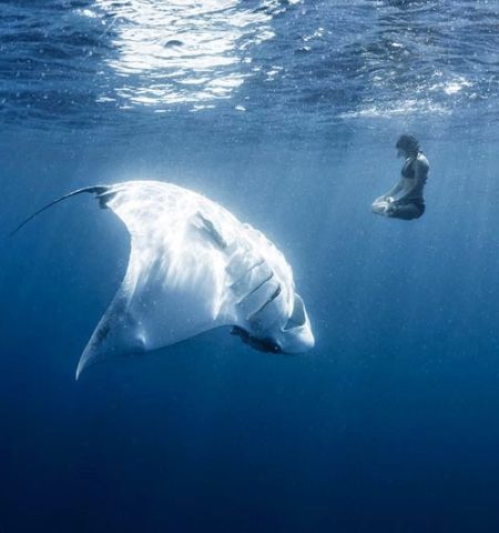 Picture Woman Peacefully Poses In An Underwater Yoga Pose With A Manta Ray For Conservation Purposes