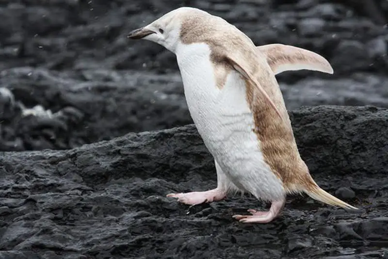 Albino Penguin 