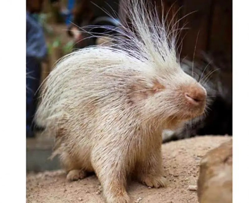 Porcupine 