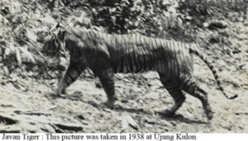 Picture 12 Animals We Have Driven To Extinction