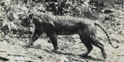 Picture 12 Animals We Have Driven To Extinction