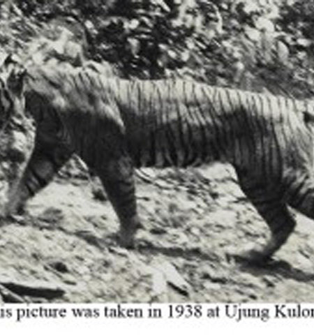 Picture 12 Animals We Have Driven To Extinction