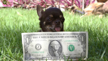 Picture 15 Most Adorable Miniature Animals In The World