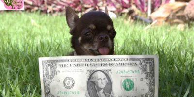 Picture 15 Most Adorable Miniature Animals In The World