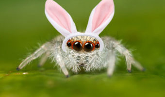 Picture Some Facts about spiders we promise will not creep you out!