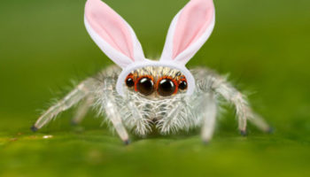 Picture Some Facts about spiders we promise will not creep you out!