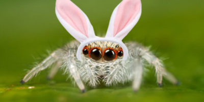 Picture Some Facts about spiders we promise will not creep you out!
