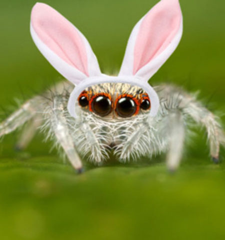 Picture Some Facts about spiders we promise will not creep you out!