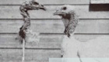 Picture 10 Bizarre Scientific and Drug Related Experiments Done on Animals