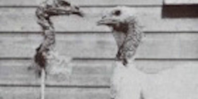 Picture 10 Bizarre Scientific and Drug Related Experiments Done on Animals