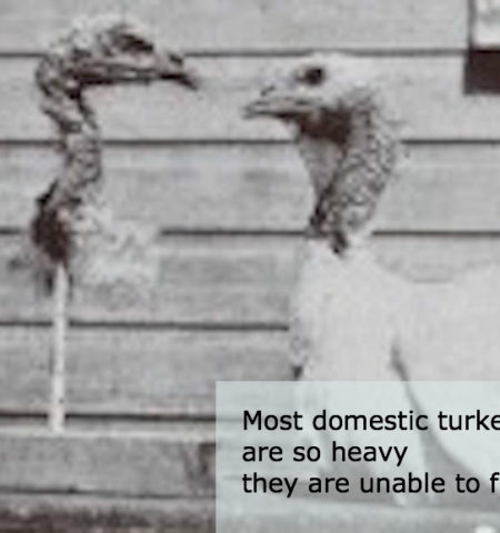 Picture 10 Bizarre Scientific and Drug Related Experiments Done on Animals