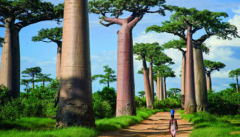 Picture Ancient Trees: Photographer spends 14 years taking pictures of world’s oldest trees.