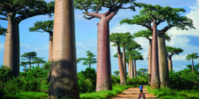 Picture Ancient Trees: Photographer spends 14 years taking pictures of world’s oldest trees.