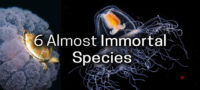 Picture These 6 Living Creatures Are Almost Immortal!