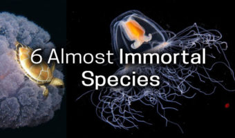 Picture These 6 Living Creatures Are Almost Immortal!