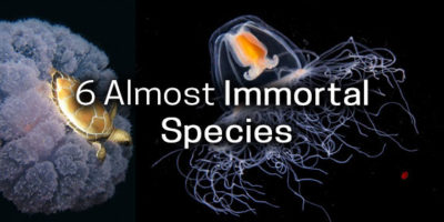 Picture These 6 Living Creatures Are Almost Immortal!