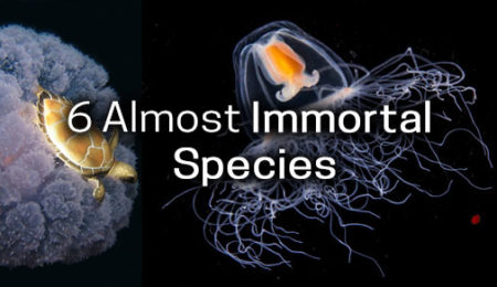 Picture These 6 Living Creatures Are Almost Immortal!