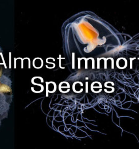 Picture These 6 Living Creatures Are Almost Immortal!