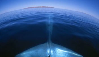 Picture 15 Colossal Facts About Whales And Dolphins That’ll Leave You Bamboozled!