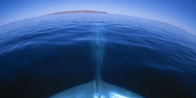 Picture 15 Colossal Facts About Whales And Dolphins That’ll Leave You Bamboozled!