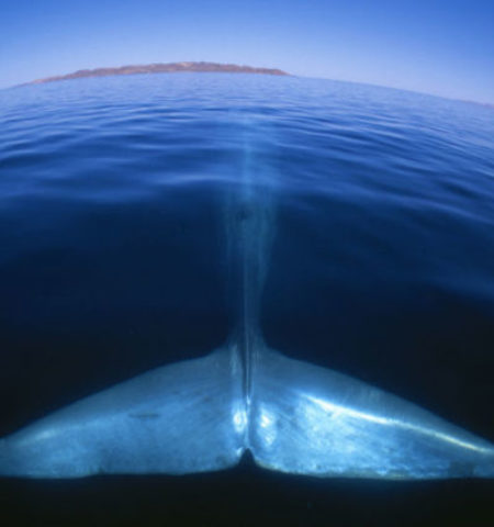 Picture 15 Colossal Facts About Whales And Dolphins That’ll Leave You Bamboozled!