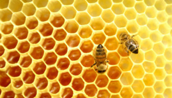 Picture 12 Astounding Facts About Food Not Many People Know About