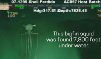 Picture 15 Facts About the Oceans that will Either Pique Your Curiosity or Terrify You!