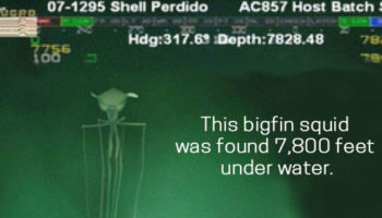 Picture 15 Facts About the Oceans that will Either Pique Your Curiosity or Terrify You!